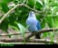Blue Grey Tanager